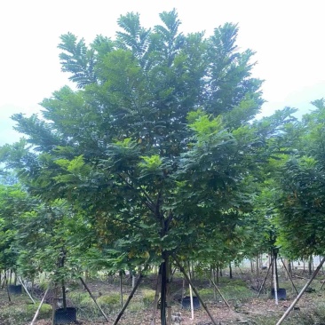 黄槐5～10公分产地直发规格齐全质量保证