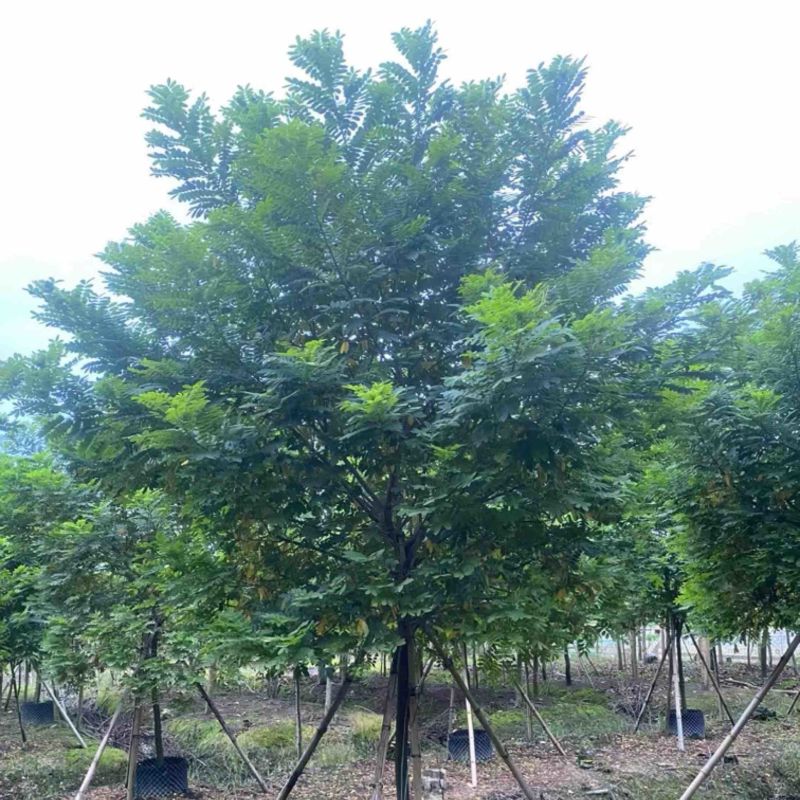 黄槐5～10公分产地直发规格齐全质量保证