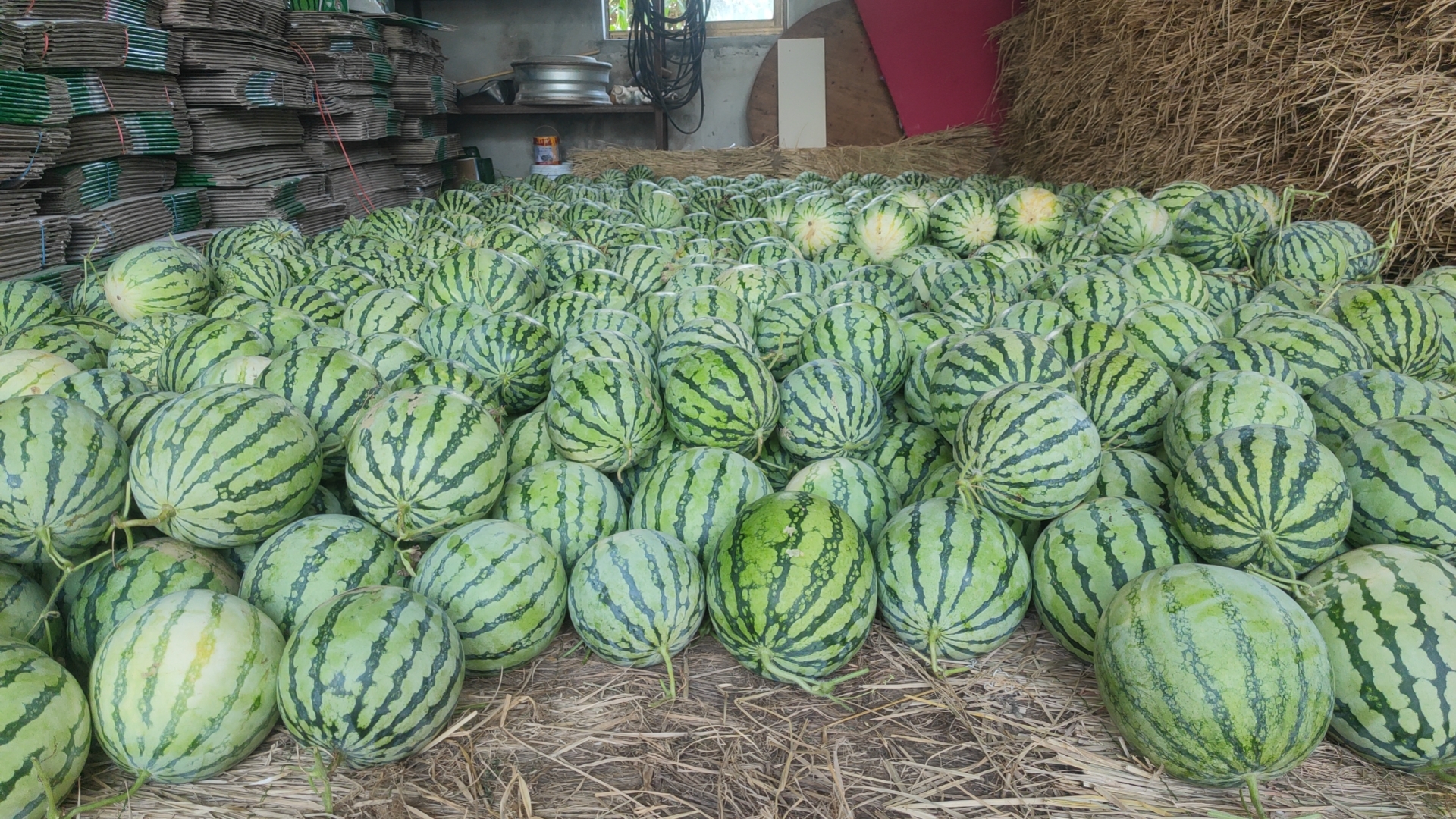 美都西瓜整齐摆放在田间地头，阳光照射下瓜皮翠绿有光泽，农民正在搬运刚采摘的西瓜