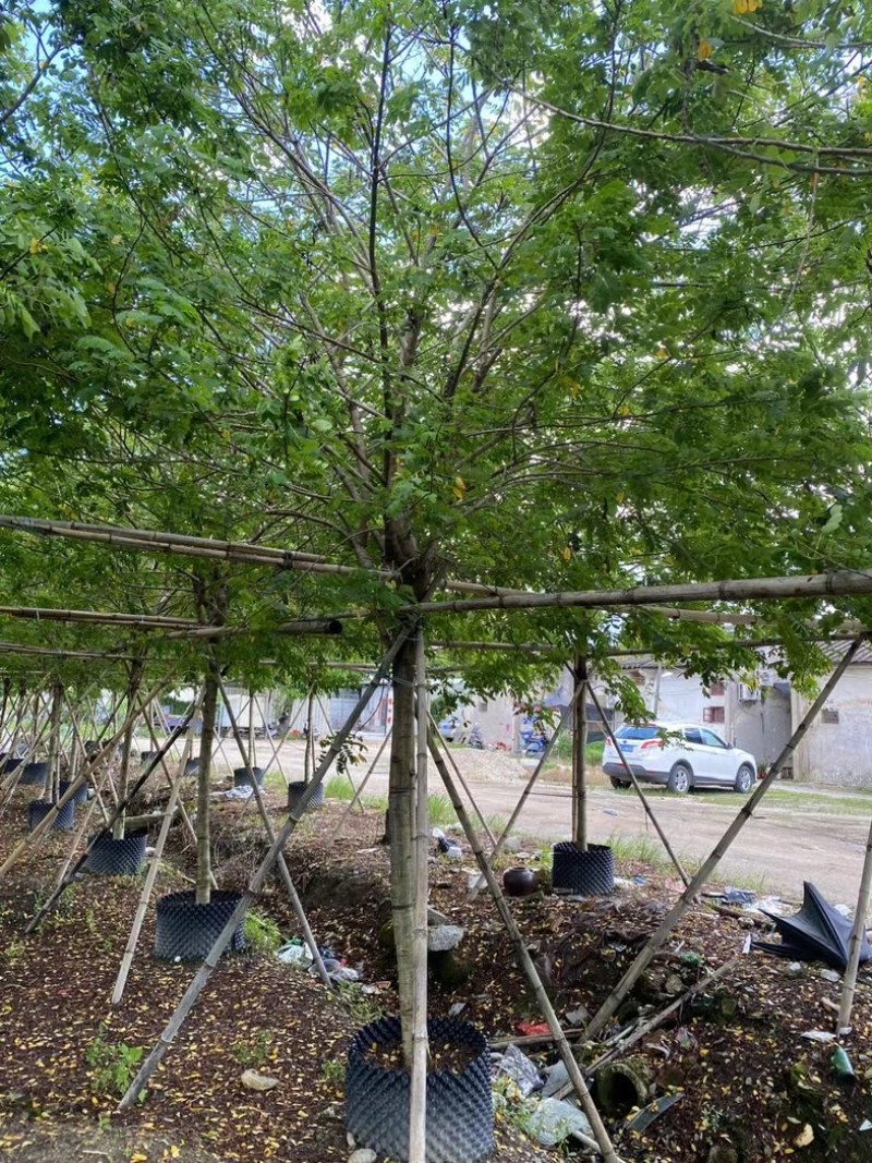 黄槐2～10公分产地直发规格齐全质量保证