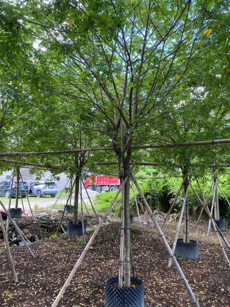 黄槐2～10公分产地直发规格齐全质量保证