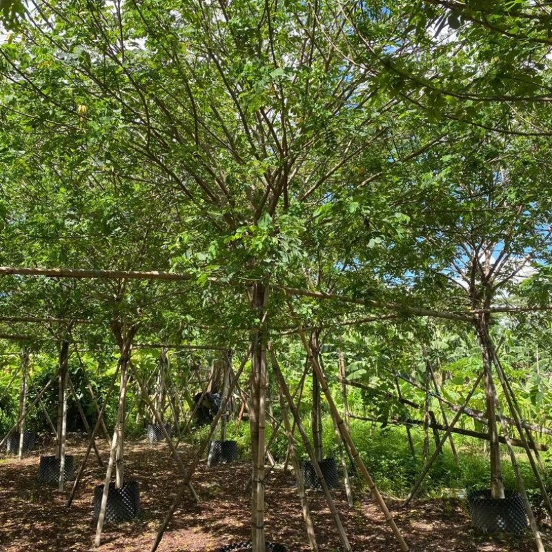 黄槐2～10公分产地直发规格齐全质量保证