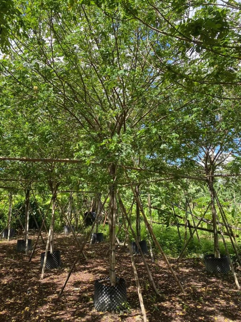 黄槐2～10公分产地直发规格齐全质量保证