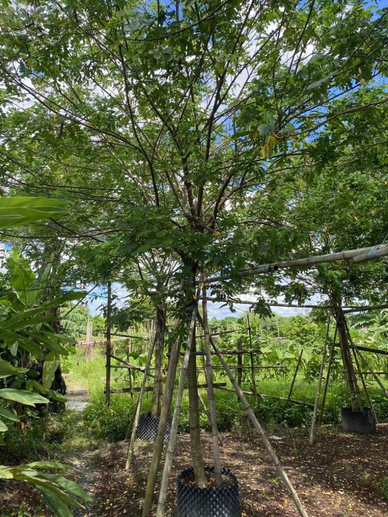 黄槐2～10公分产地直发规格齐全质量保证