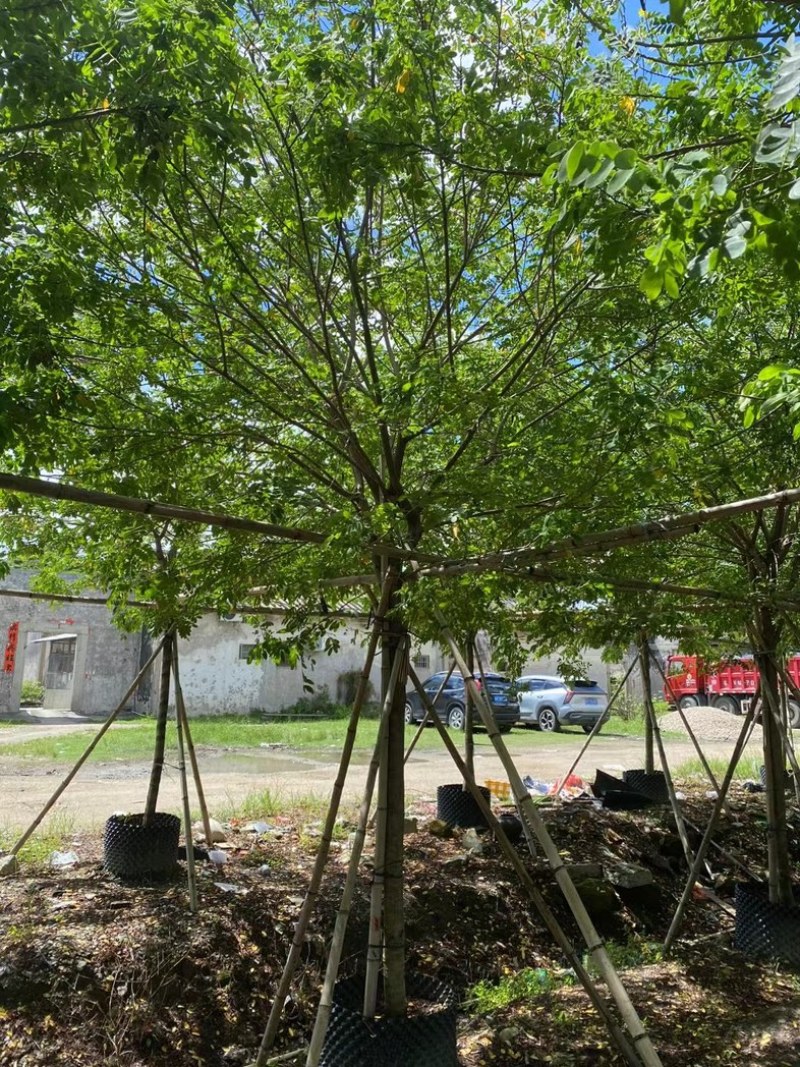 黄槐2～10公分产地直发规格齐全质量保证