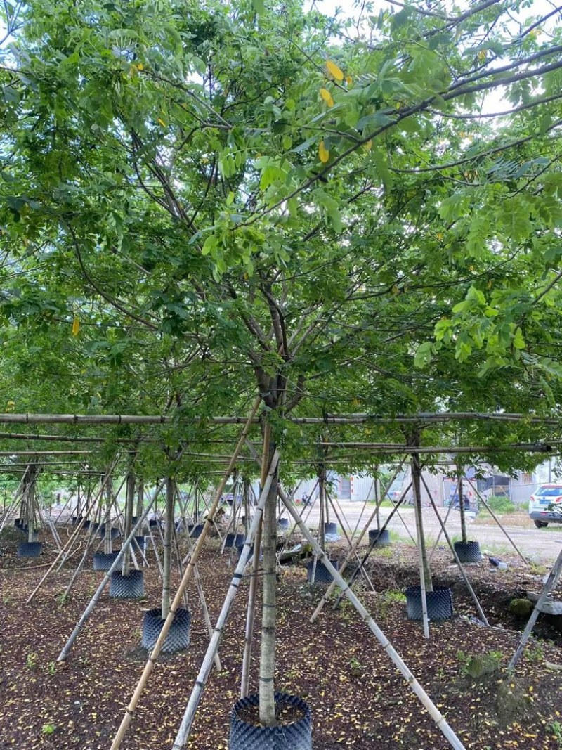 黄槐2～10公分产地直发规格齐全质量保证