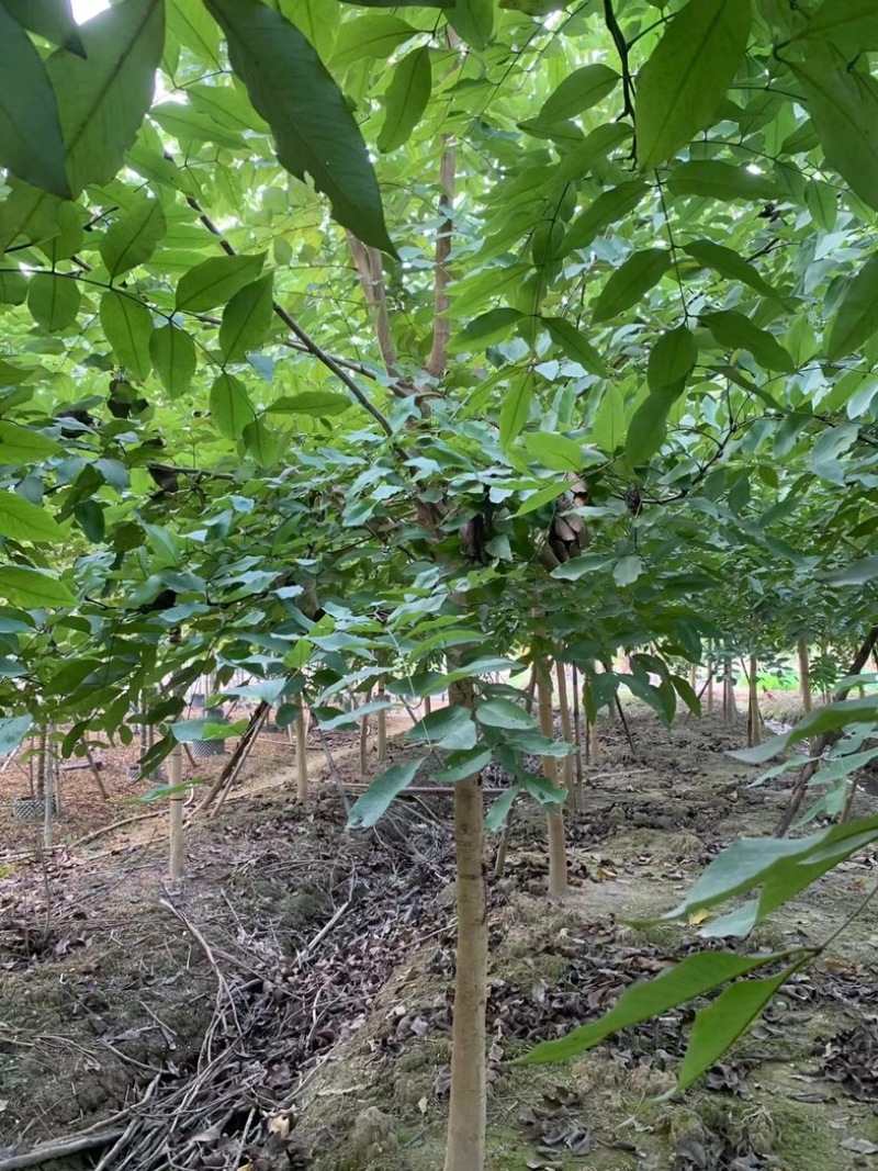 腊肠树8～12公分产地直发规格齐全质量保证