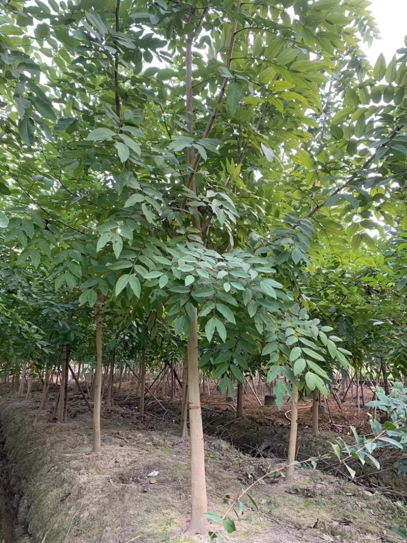 腊肠树8～12公分产地直发规格齐全质量保证