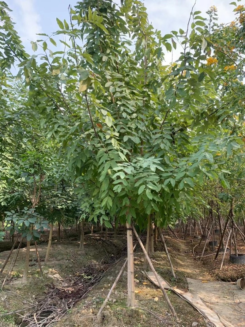 腊肠树8～12公分产地直发规格齐全质量保证