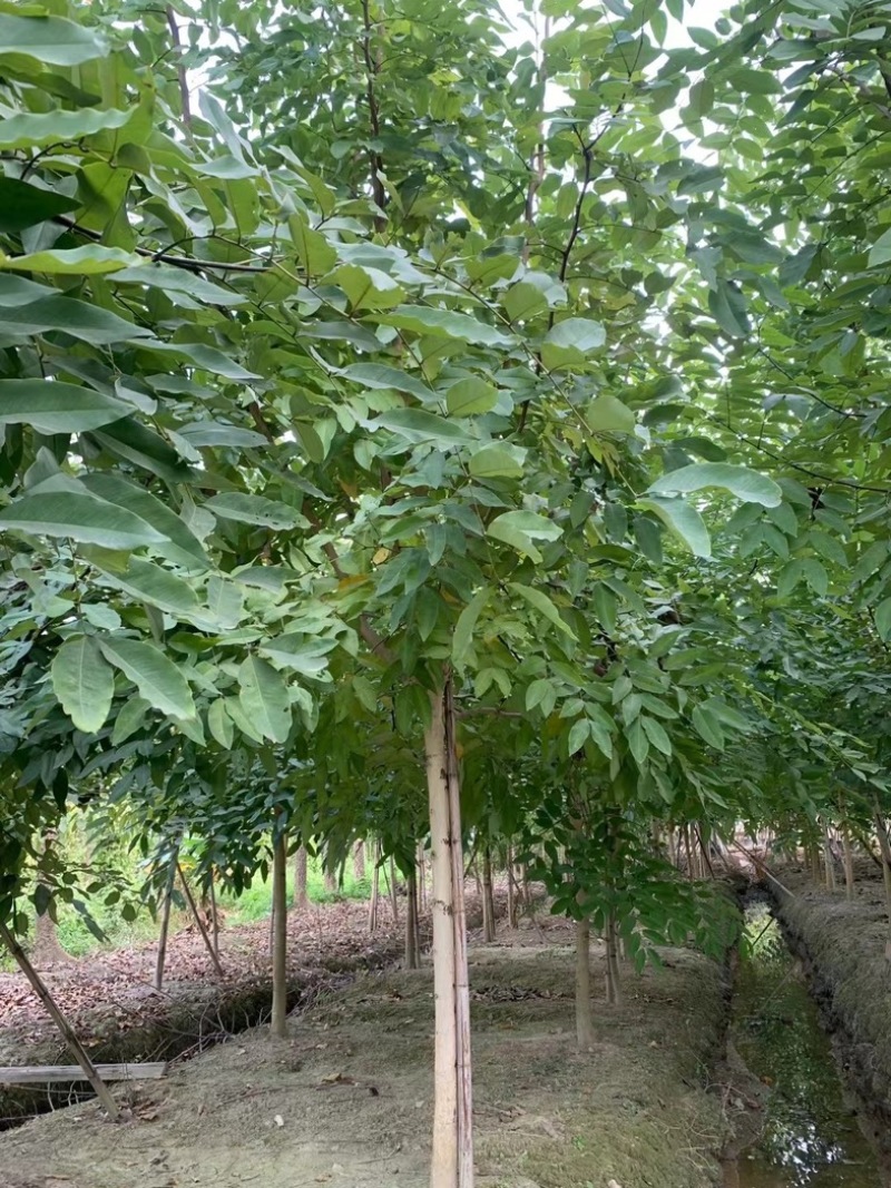 腊肠树8～12公分产地直发规格齐全质量保证