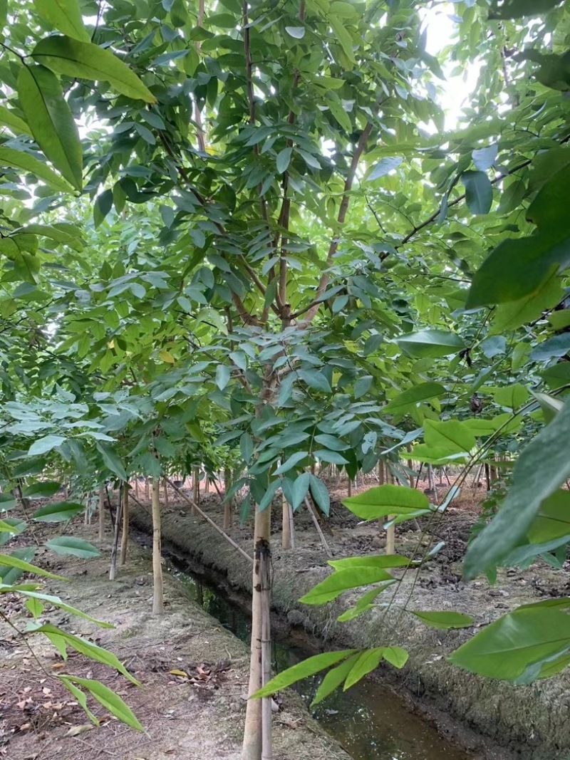 腊肠树8～12公分产地直发规格齐全质量保证