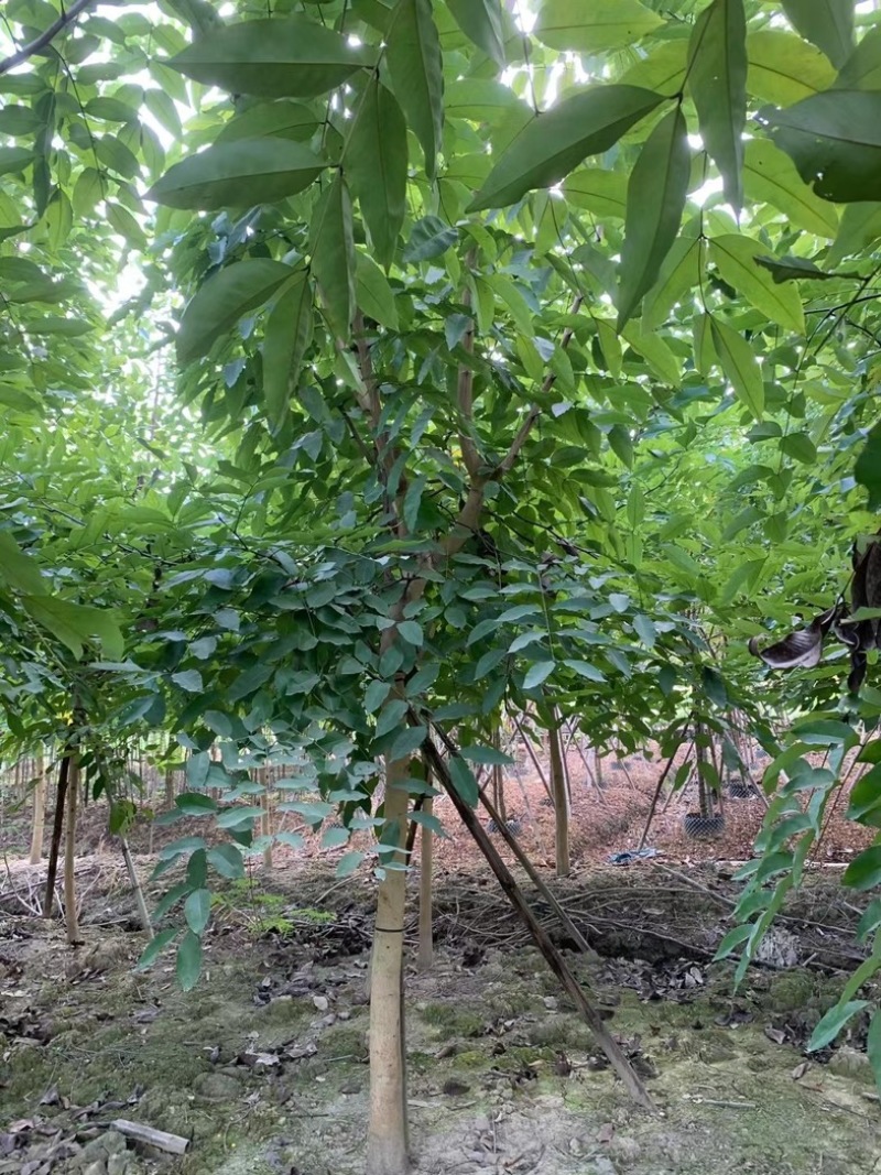 腊肠树8～12公分产地直发规格齐全质量保证