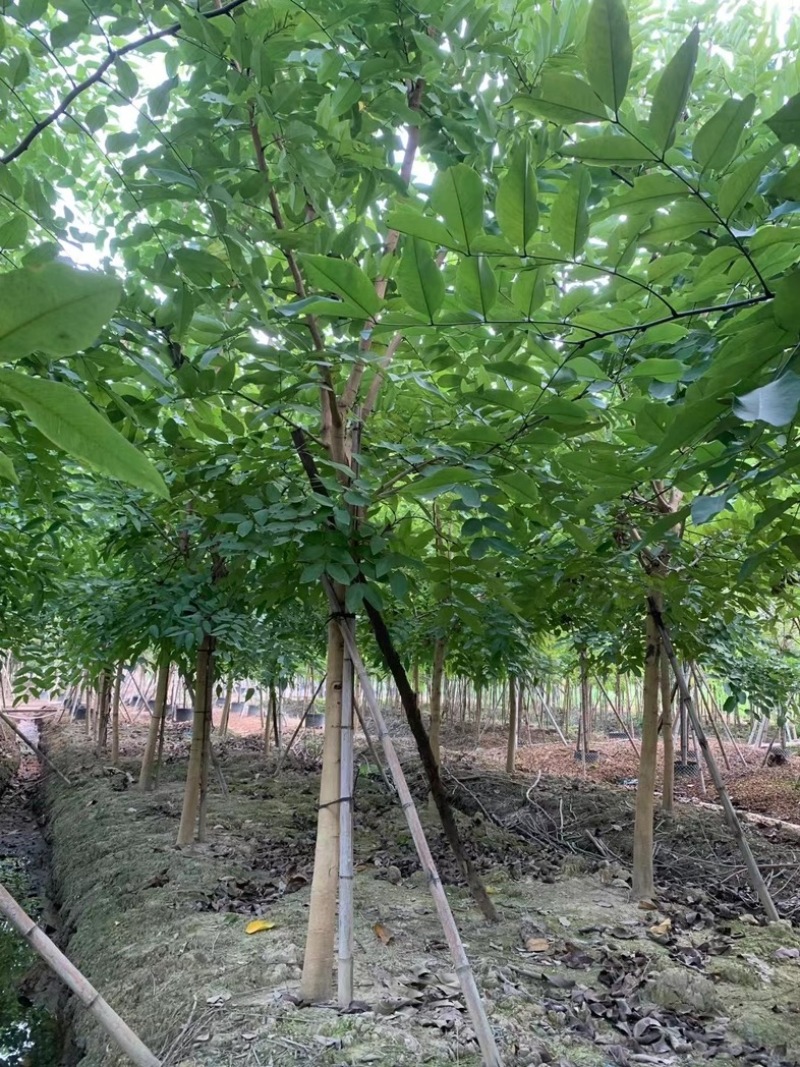 腊肠树8～12公分产地直发规格齐全质量保证