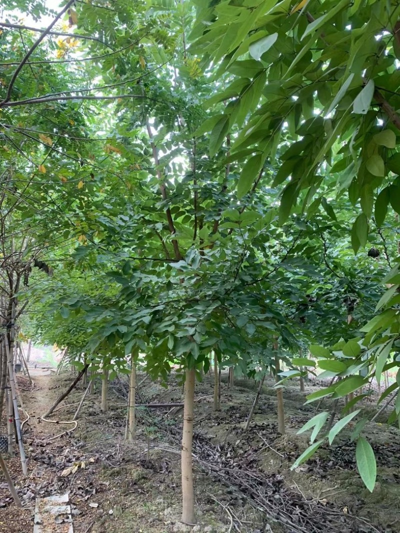 腊肠树8～12公分产地直发规格齐全质量保证
