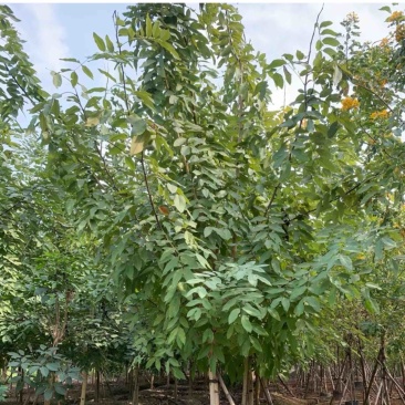 腊肠树8～12公分产地直发规格齐全质量保证