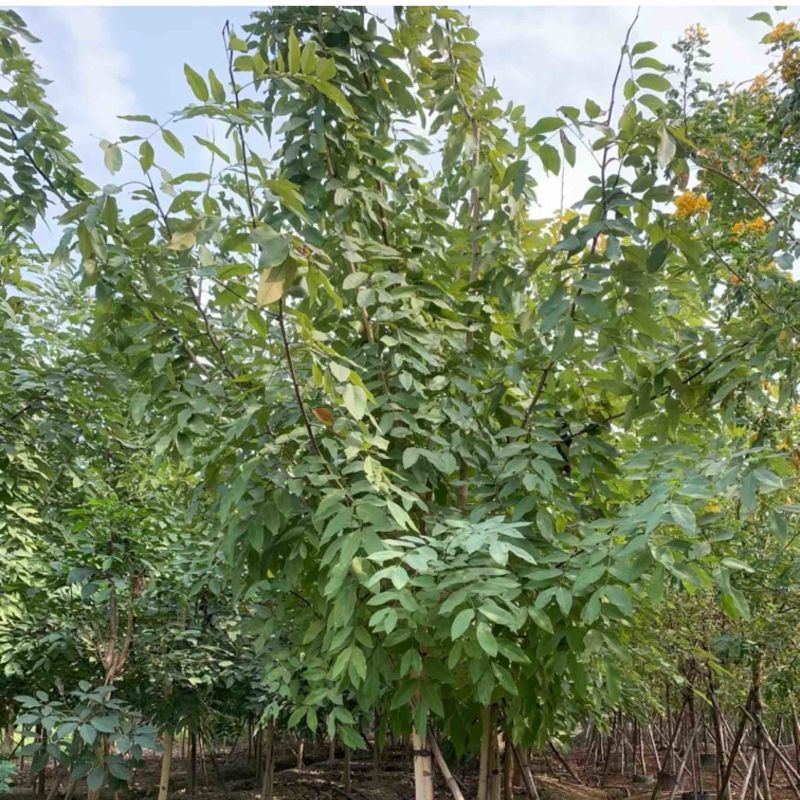 腊肠树8～12公分产地直发规格齐全质量保证
