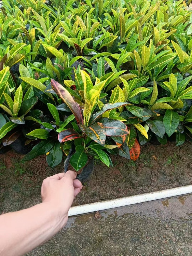 变叶木小杯中杯产地直发质量保证欢迎老板来电咨询合作