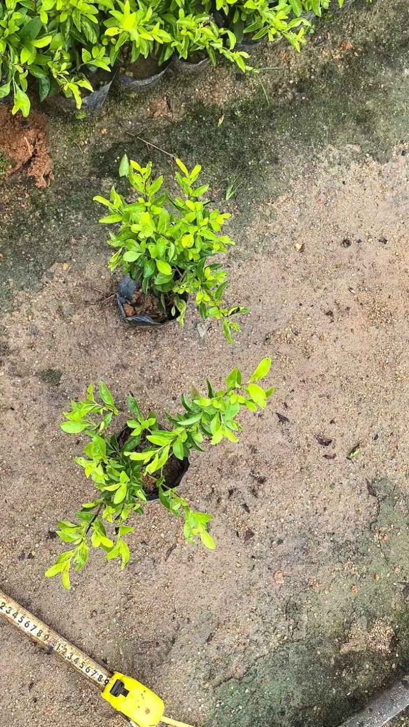 黄金叶小杯中杯产地直发质量保证欢迎老板来电咨询合作