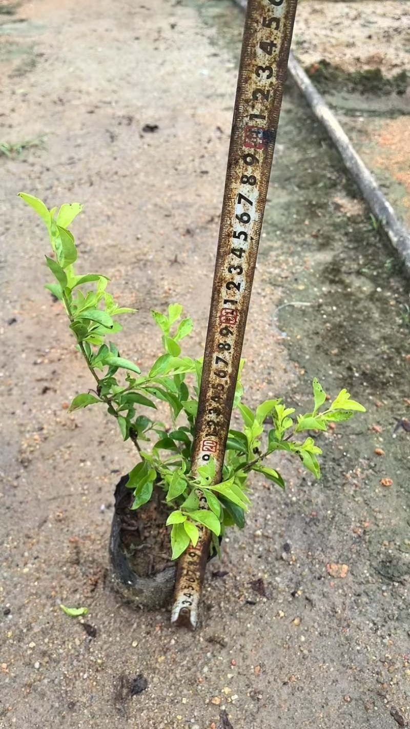 黄金叶小杯中杯产地直发质量保证欢迎老板来电咨询合作