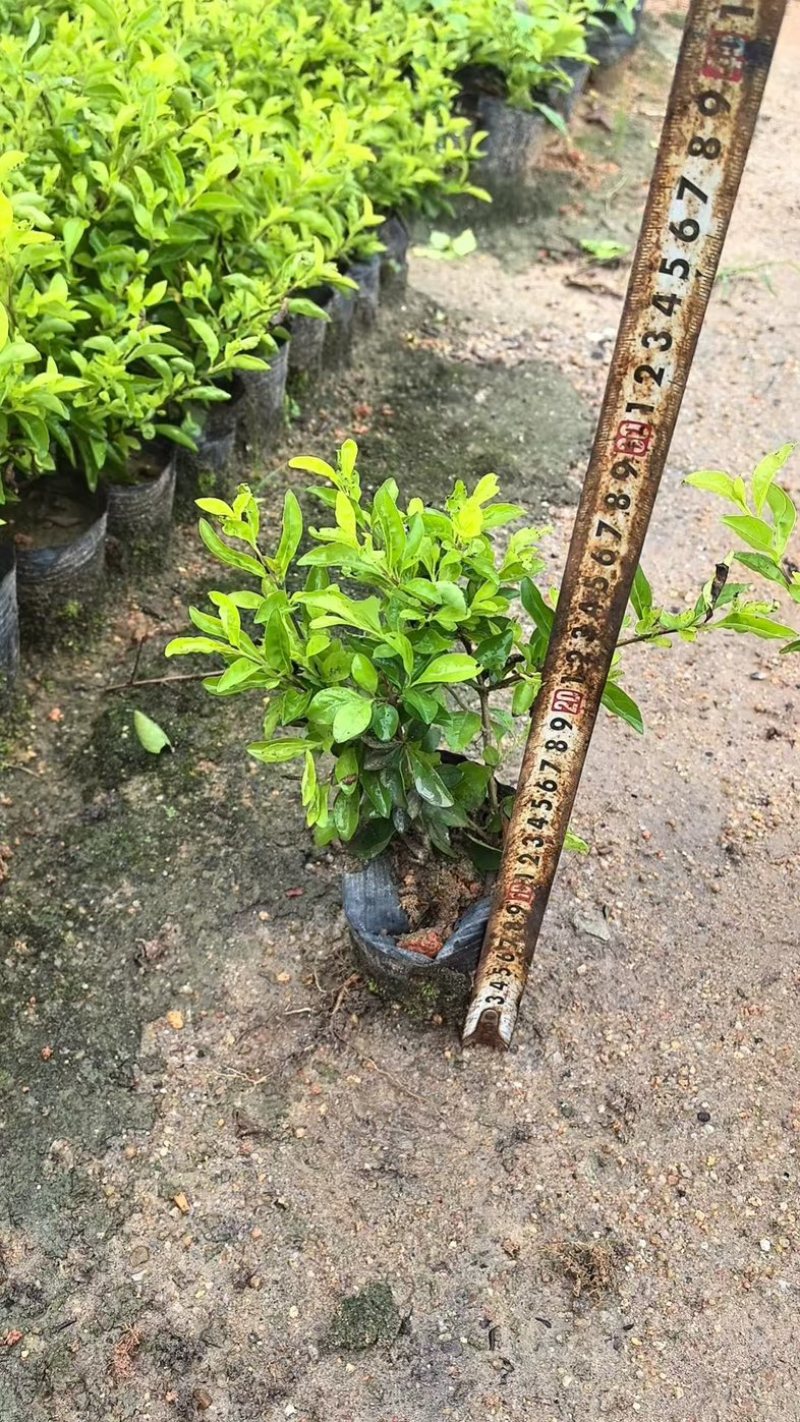 黄金叶小杯中杯产地直发质量保证欢迎老板来电咨询合作