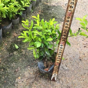 黄金叶小杯中杯产地直发质量保证欢迎老板来电咨询合作