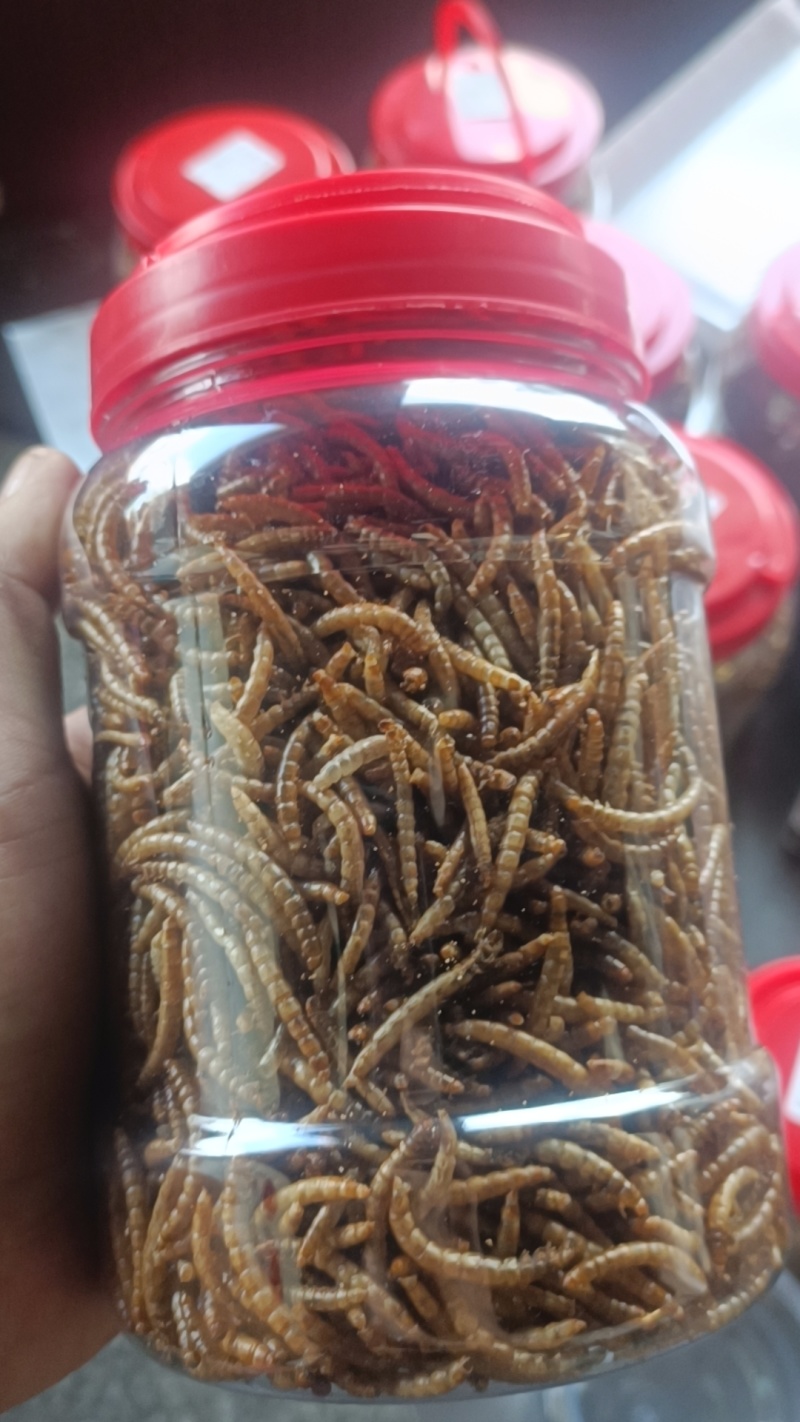 精品黄粉活活体干品都有，货源充足品质保障欢迎选购长期供货