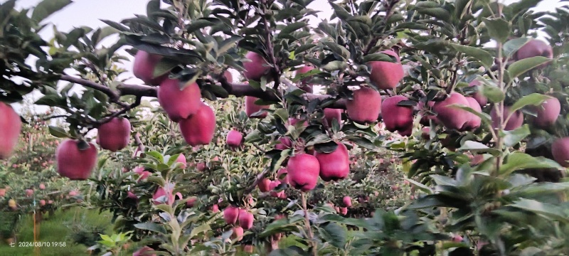 甘肃花牛苹果口感脆甜个头均匀保质保量对接全国生意
