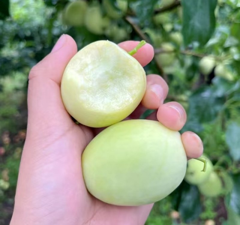 甜心小苹果