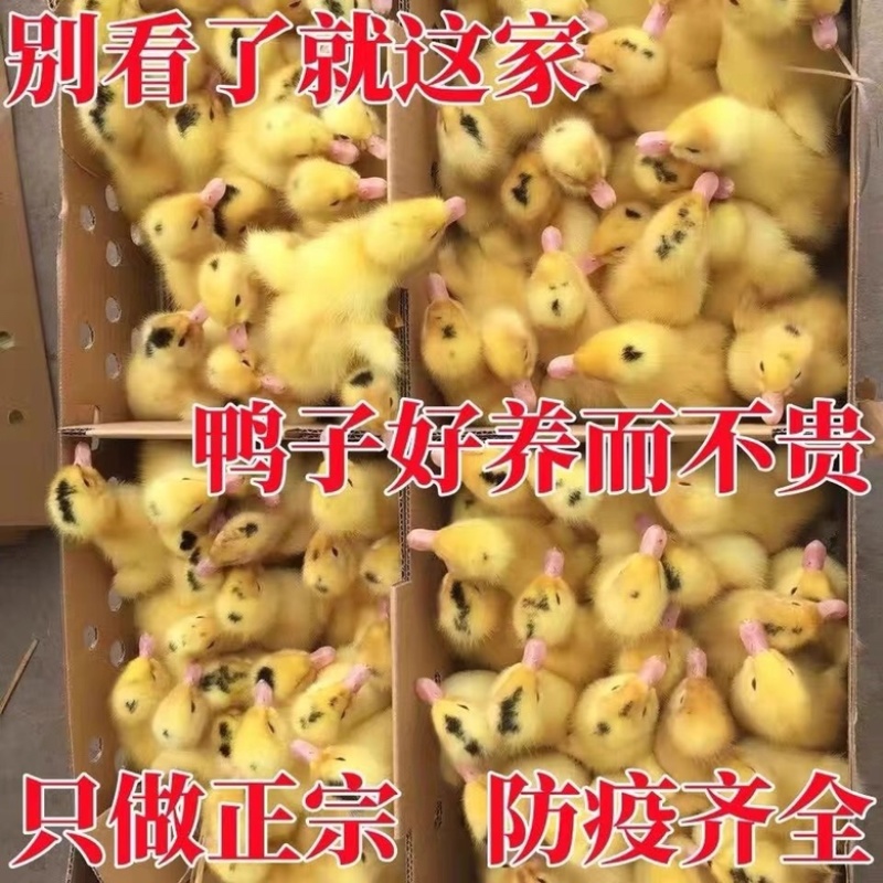 大同麻鸭苗包防疫包运输包成活率货到满意付款诚信服务