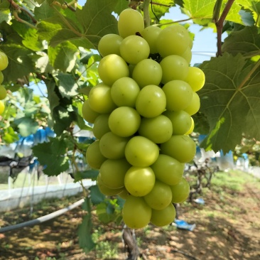 新鲜阳光玫瑰葡萄上市
