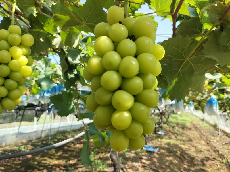 新鲜阳光玫瑰葡萄上市