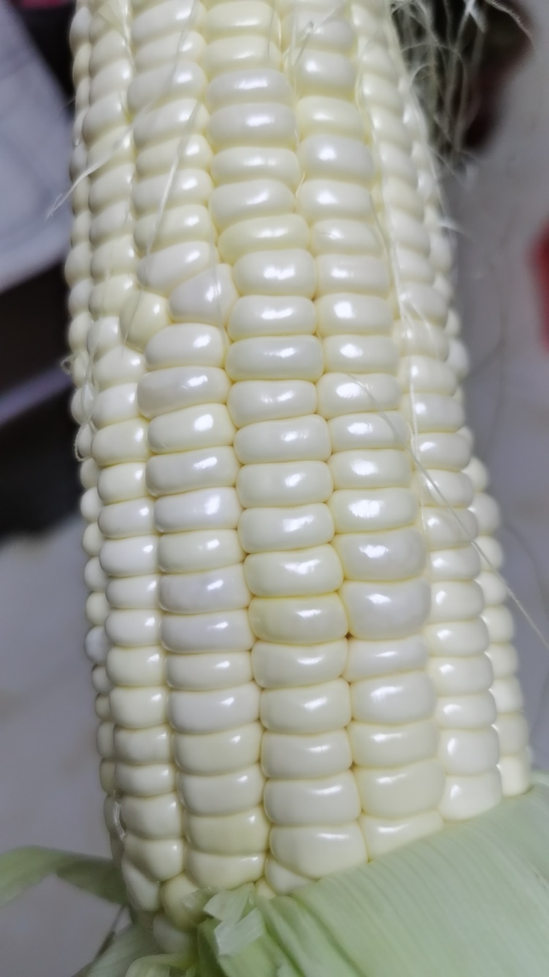 美玉27加甜糯和万糯