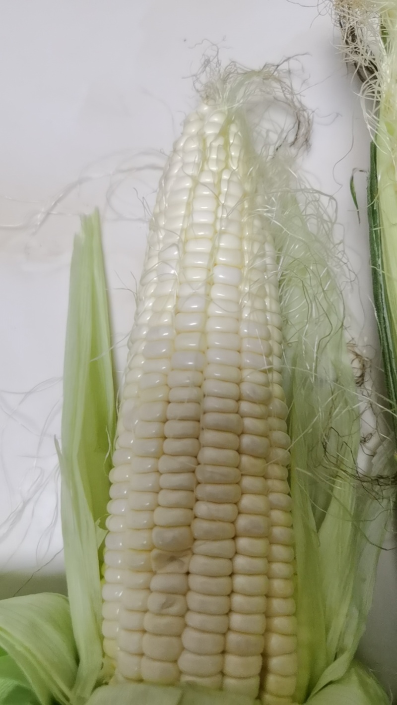 美玉27加甜糯和万糯