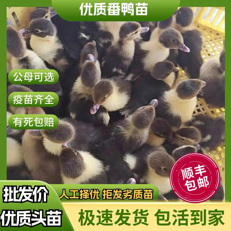 杭州番鸭苗包防疫包运输包成活率货到满意付款诚信服务