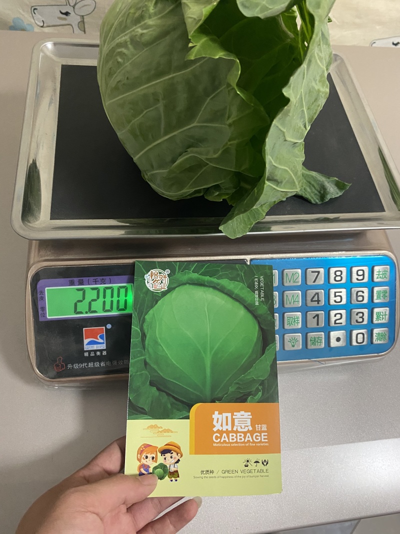 如意绿甘蓝种子抗病抗裂高产圆包菜种子蔬菜种子