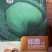 如意绿甘蓝种子抗病抗裂高产圆包菜种子蔬菜种子
