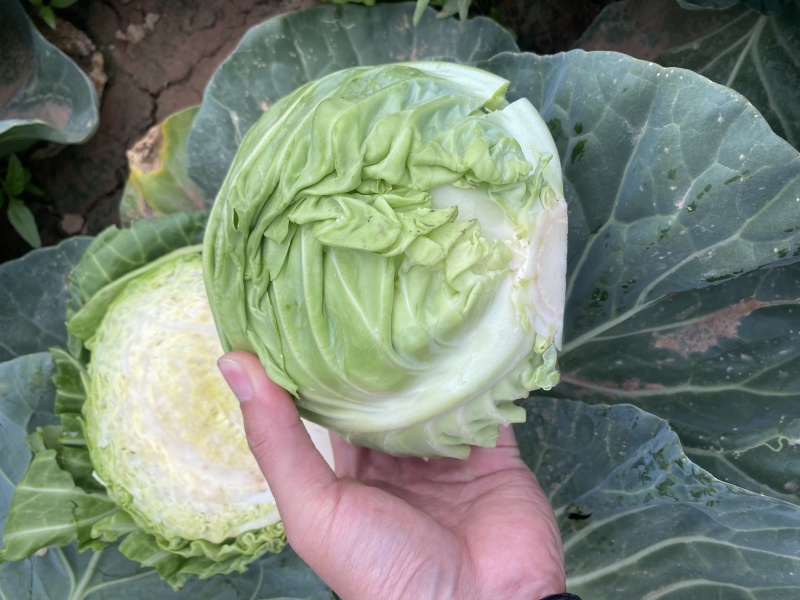 如意绿甘蓝种子抗病抗裂高产圆包菜种子蔬菜种子