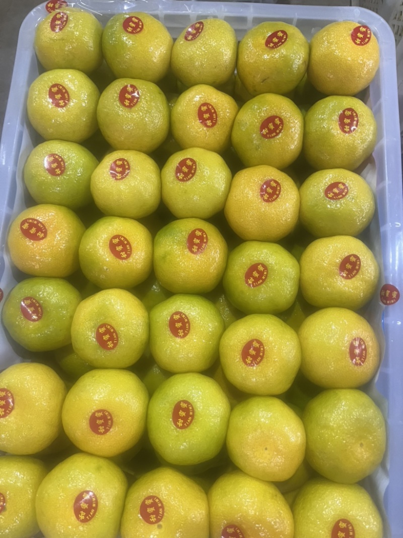 云南特早蜜桔皮薄多汁批发价格电商品质全国发货