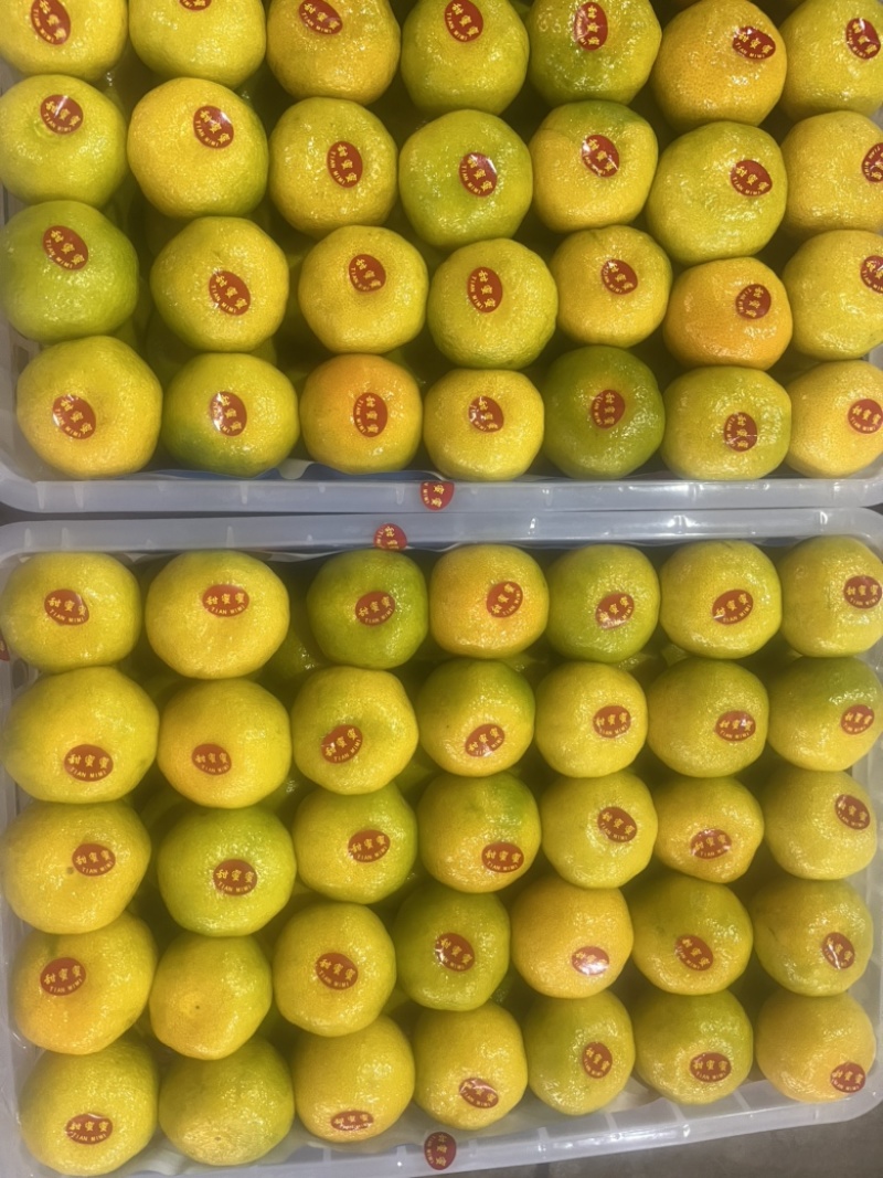 云南特早蜜桔皮薄多汁批发价格电商品质全国发货