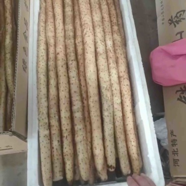 河北精选铁棍山药品质保障产地直发可以放心合作