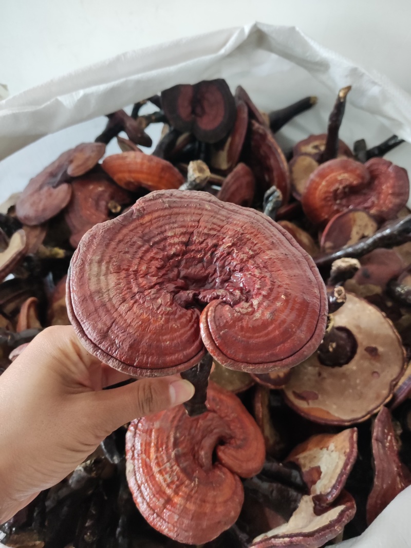 长白山赤灵芝红灵芝药食同源全检合格产地批发