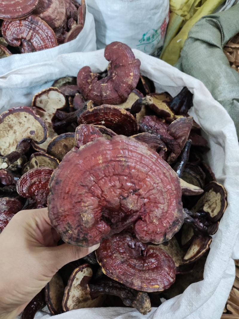 长白山赤灵芝红灵芝药食同源全检合格产地批发