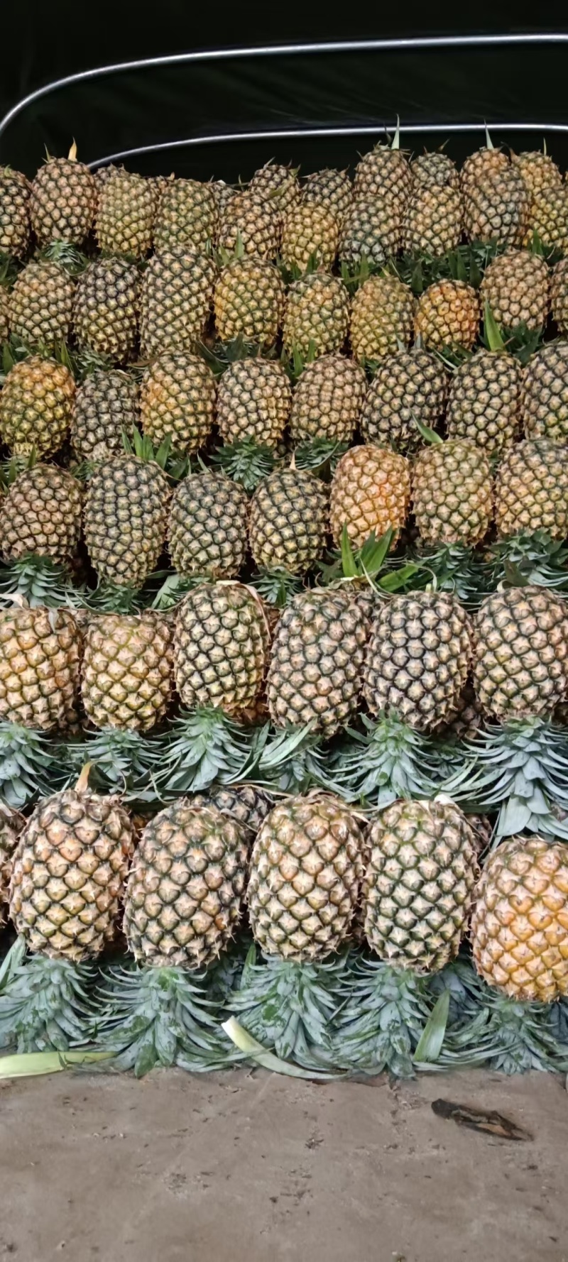 云南无眼凤梨大量供应中产地直发品质好价格优量大优惠