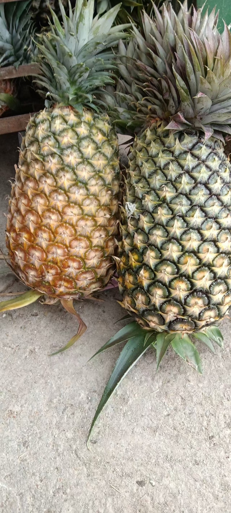 云南无眼凤梨大量供应中产地直发品质好价格优量大优惠