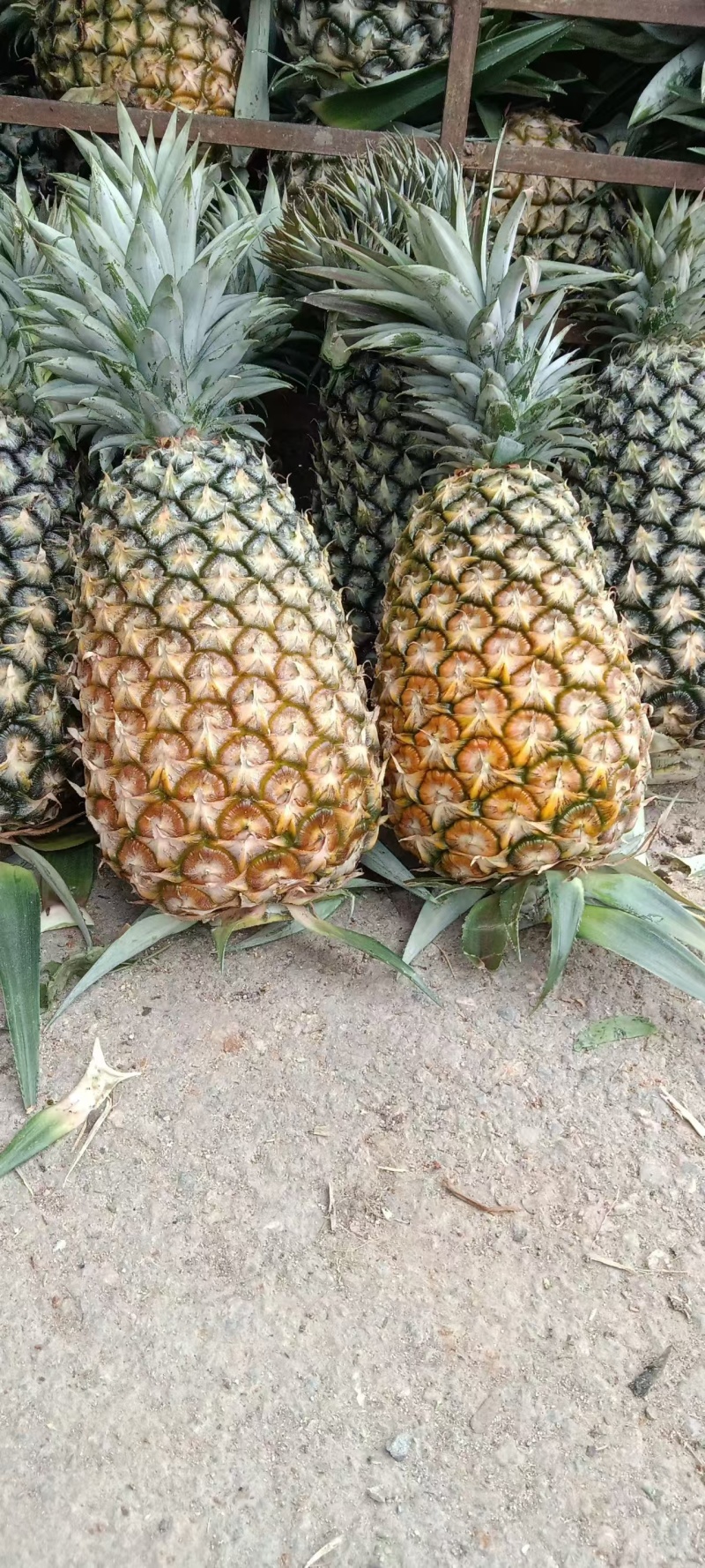 云南无眼凤梨大量供应中产地直发品质好价格优量大优惠