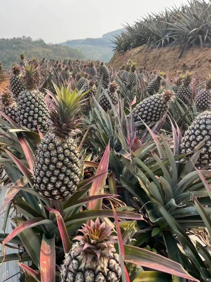 云南无眼凤梨大量供应中产地直发品质好价格优量大优惠