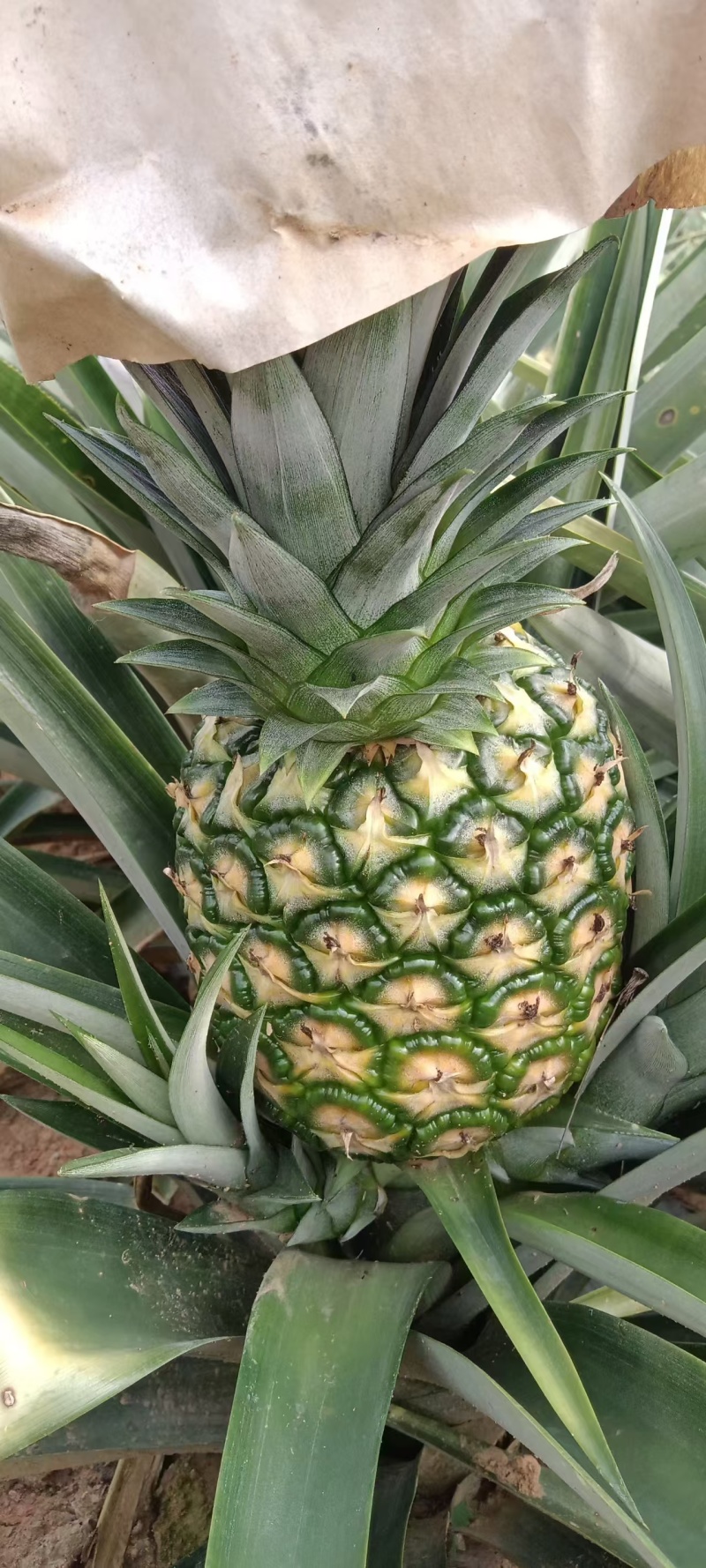 云南无眼凤梨大量供应中产地直发品质好价格优量大优惠
