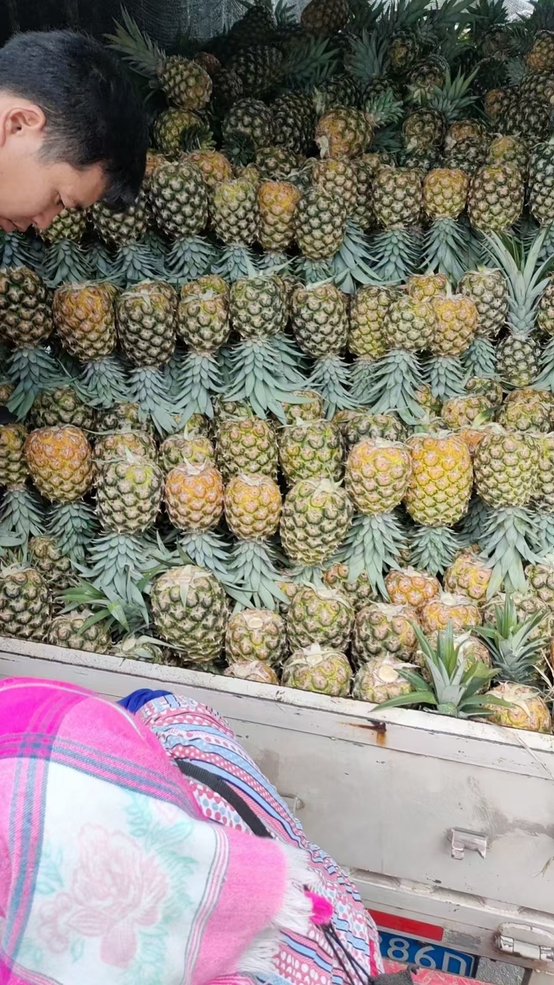 云南无眼凤梨大量供应中产地直发品质好价格优量大优惠