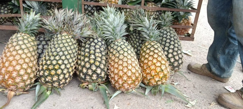 云南无眼凤梨大量供应中产地直发品质好价格优量大优惠