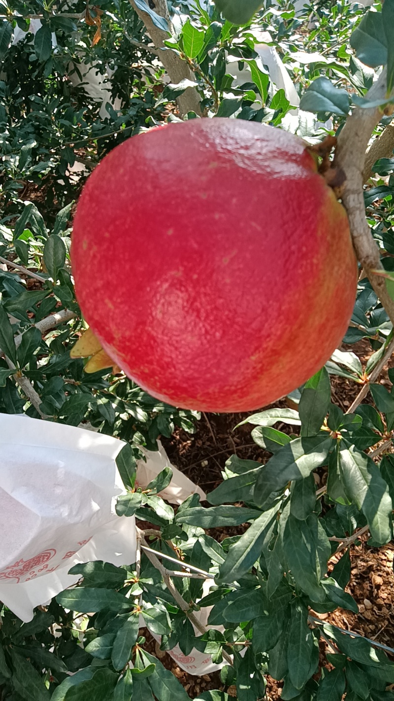 软籽酸甜石榴